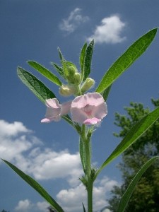 fiore di sesamo