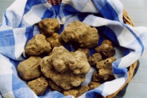 tartufo bianco